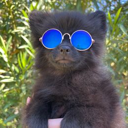 Berlin - Black male Pomeranian puppy in Los Angeles, Santa Clarita, California from LT_Poms