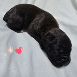 Girl 3 - Brindle female Boxer puppy in Leland, North Carolina from Ocean Breeze Boxers