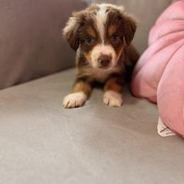 Miniature Australian Shepherd Puppies from B&B Little Aussie Gems