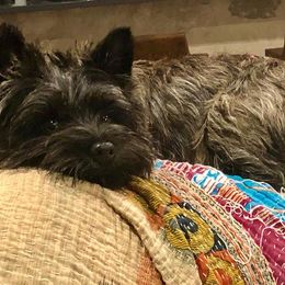 Cairn Terrier All Grown Up from Stonehaven Cairn Terriers