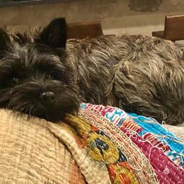 Cairn Terrier All Grown Up from Stonehaven Cairn Terriers