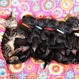 Labrador Retriever Puppies from Gochee Labs