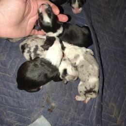 Australian Shepherd and Great Dane Puppies from AEW Farm