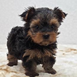 Gemma - Blue and gold female Yorkshire Terrier puppy in Monticello, Iowa from Ashley’s Puppies