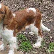 Welsh Springer Spaniel Puppies from Teri Kavakos