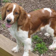 Welsh Springer Spaniel Puppies from Teri Kavakos