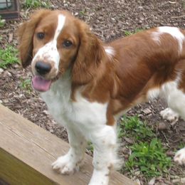 Welsh Springer Spaniel Puppies from Teri Kavakos