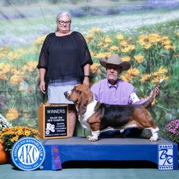 Basset Hound and Pembroke Welsh Corgi All Grown Up from 4 Sail Quarter Horses and Corgis