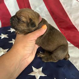 Pink collar - Red female Cane Corso puppy in Tucson, Arizona from Cane Corso Friends