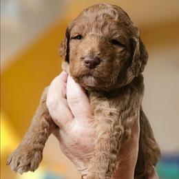 JELLYBEAN - Apricot female Goldendoodle puppy in Harris County, Texas from Cute & Curly Doodles