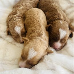 Teddy- - Red male Havapoo puppy in Spokane, Washington from Havaluv Puppies
