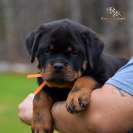 Rottweiler Puppies from DKV Rottweilers, German Rottweiler Puppies For Sale