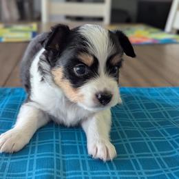Boy 2 - White black and tan male Papillon puppy in Joshua, Texas from Summertime Kennels