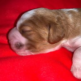 Boy 3 - Blenheim Cavalier King Charles Spaniel puppy in Zion Crossroads, Virginia from Karma's Cavaliers