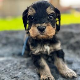 Monty (Montana) Blue - Phantom male Goldendoodle puppy in Twin Falls, Idaho from Magic Valley Family Doodles