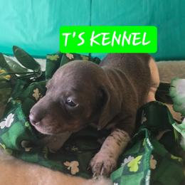 CASH - Piebald male Dachshund puppy in Poplarville, Mississippi from T's Kennel