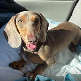 Ruby - Fawn (isabella) and tan female Dachshund puppy in Ocala, Florida from The Wiener Family