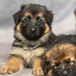 German Shepherds from Vom Furstenhund German Shepherds