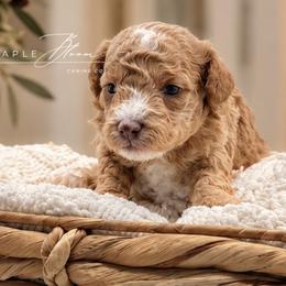 Girl 1 - Red  female Poodle puppy in Glen Rose, Texas from Maple Bloom Canine Co.