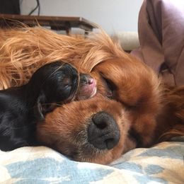 Cavalier King Charles Spaniels from Sovereign Cavaliers