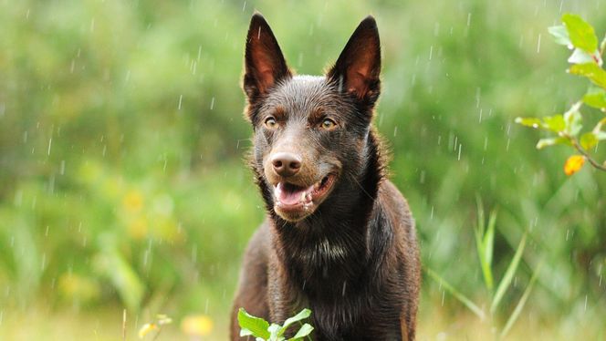 Australian Kelpie