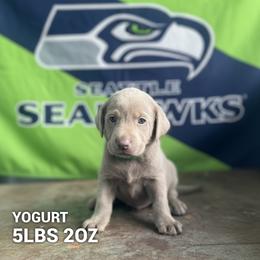 Yogurt - Silver male Dilute Retriever puppy in Puyallup, Washington from 12 Door Farm Labradors