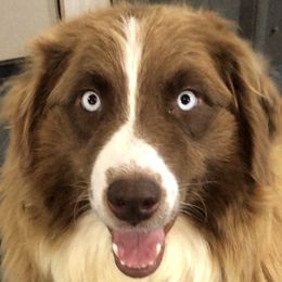 Della Mae - Australian Shepherd