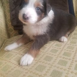 Australian Shepherd Puppies from Covenant View Farm Australian Shepherds