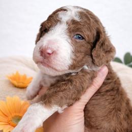 Orange - Brown and white male Aussiedoodle puppy in Byron, Georgia from Southern Olive Doodles 🫒
