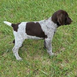 German Shorthaired Pointers from Rustling Meadows GSP'S