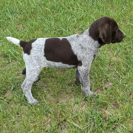 German Shorthaired Pointers from Rustling Meadows GSP'S