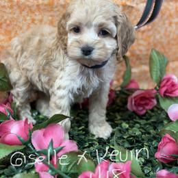 Giselle G2 - Red female Cockapoo puppy in Haines City, Florida from Camic Cockapoos