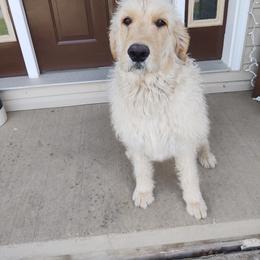 Lexi - Labradoodle