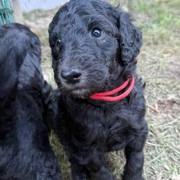 Alvin - Silver male Poodle puppy in Shoreline, Washington from Fluffy Poodles