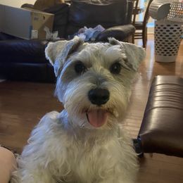 Irish - Miniature Schnauzer
