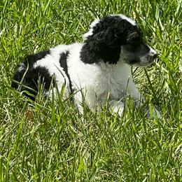 Fancy - Parti female Poodle puppy in Vaughn, Montana from 406 Poodles
