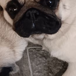 Cricketm ,-- - Pug