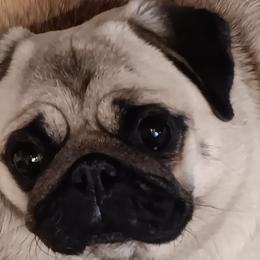 Cricketm ,-- - Pug