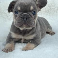 Cleo - Tricolors female French Bulldog puppy in Ronks, Pennsylvania from Bleu Rock French Bulldogs