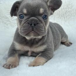 Cleo - Tricolors female French Bulldog puppy in Ronks, Pennsylvania from Bleu Rock French Bulldogs