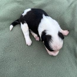 Girl 1 - Black and white female Aussiedoodle puppy in Reddick, Florida from Cooper’s Mini Doodles