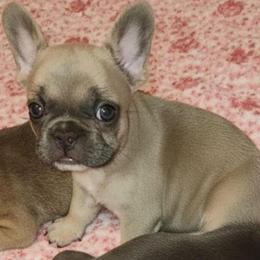 Phia - Liver female French Bulldog puppy in Graham, Washington from Kristy's French Bulldogs & Mini Schnauzers