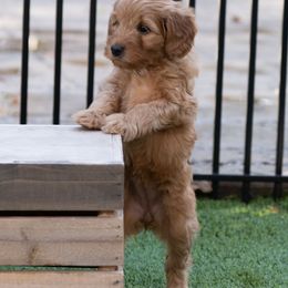 Australian Labradoodle Puppies from Providence Labradoodles