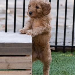 Australian Labradoodle Puppies from Providence Labradoodles