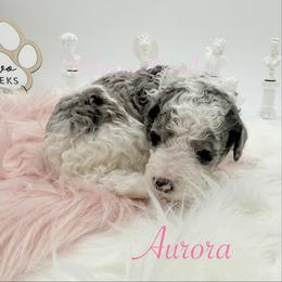 Aurora - Blue merle female Bernedoodle puppy in Omaha, Nebraska from Whimsy Doodles