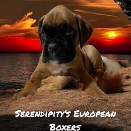 Boxer Puppies from Serendipity's European Boxers