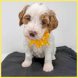 Yellow Girl - Parti female Goldendoodle puppy in Taneytown, Maryland from Curlydoodles
