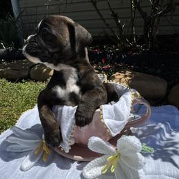 Boxer Puppies from Bellmont Boxers East TN