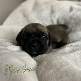 Cane Corso Puppies from Iron Will Cane Corso