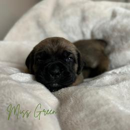 Cane Corso Puppies from Iron Will Cane Corso